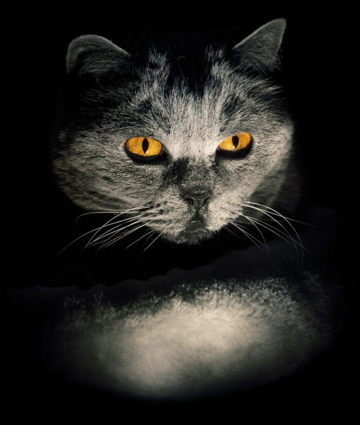 Sandrine Nirelli chat